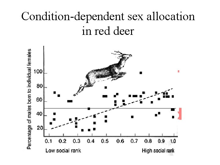 Condition-dependent sex allocation in red deer 