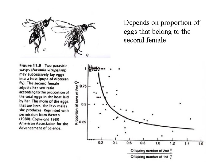 Depends on proportion of eggs that belong to the second female 