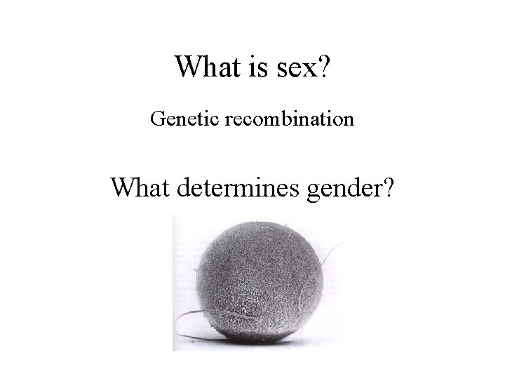 What is sex? Genetic recombination What determines gender? 