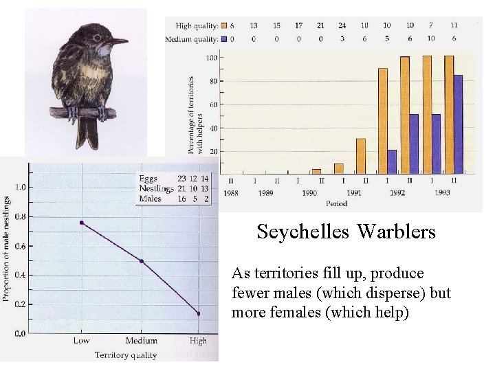 Seychelles Warblers As territories fill up, produce fewer males (which disperse) but more females