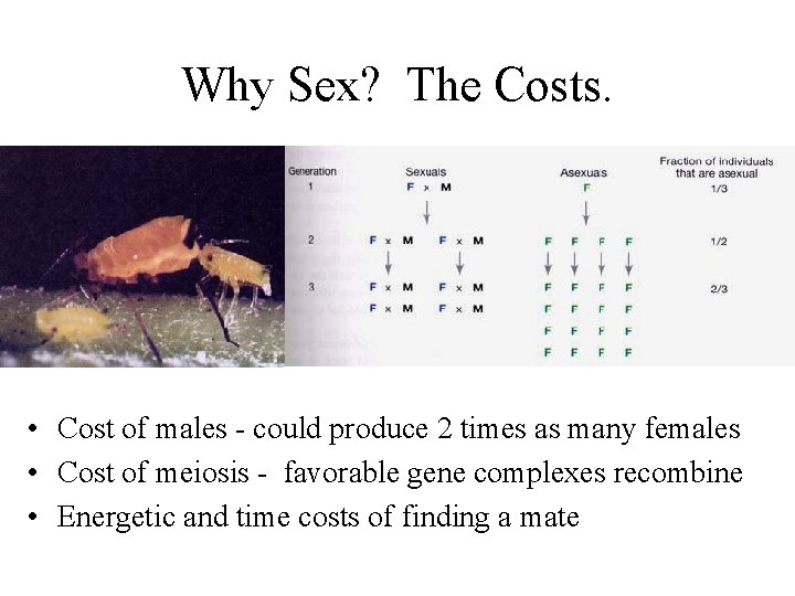 Why Sex? The Costs. • Cost of males - could produce 2 times as