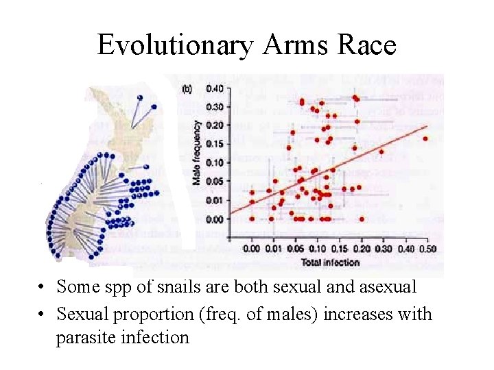 Evolutionary Arms Race • Some spp of snails are both sexual and asexual •