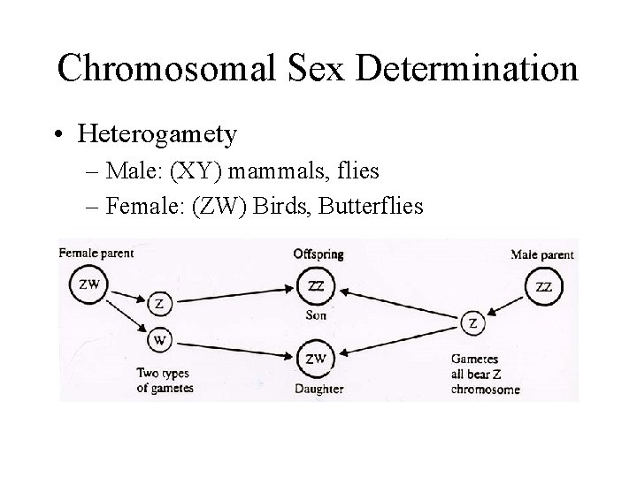 Chromosomal Sex Determination • Heterogamety – Male: (XY) mammals, flies – Female: (ZW) Birds,