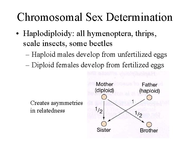 Chromosomal Sex Determination • Haplodiploidy: all hymenoptera, thrips, scale insects, some beetles – Haploid