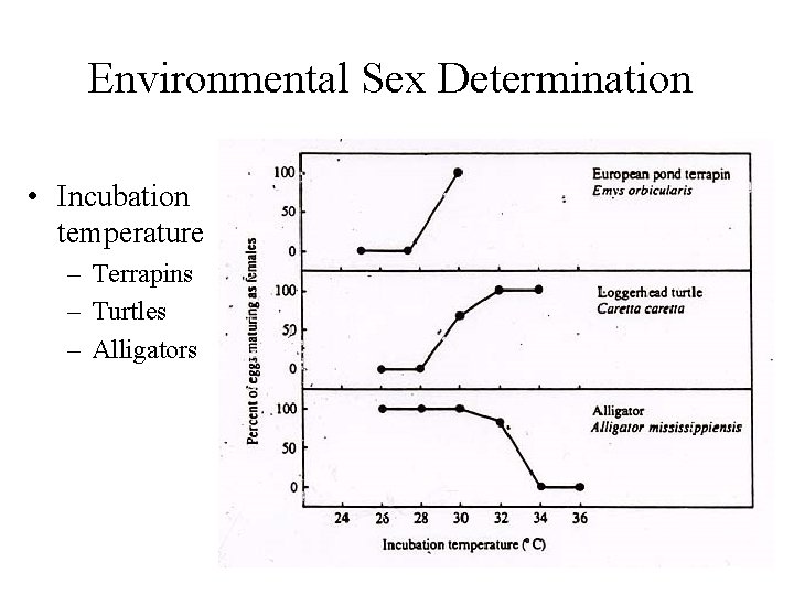 Environmental Sex Determination • Incubation temperature – Terrapins – Turtles – Alligators 