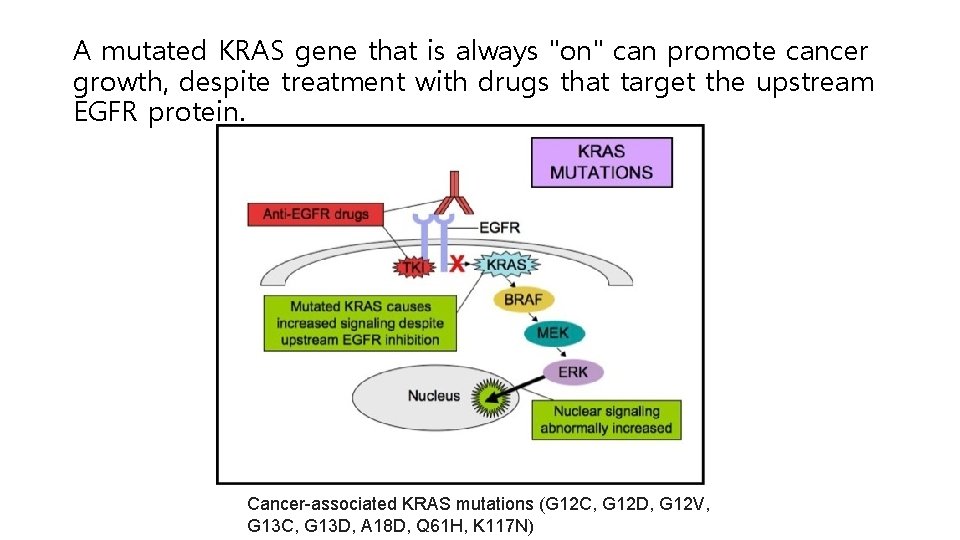 A mutated KRAS gene that is always "on" can promote cancer growth, despite treatment