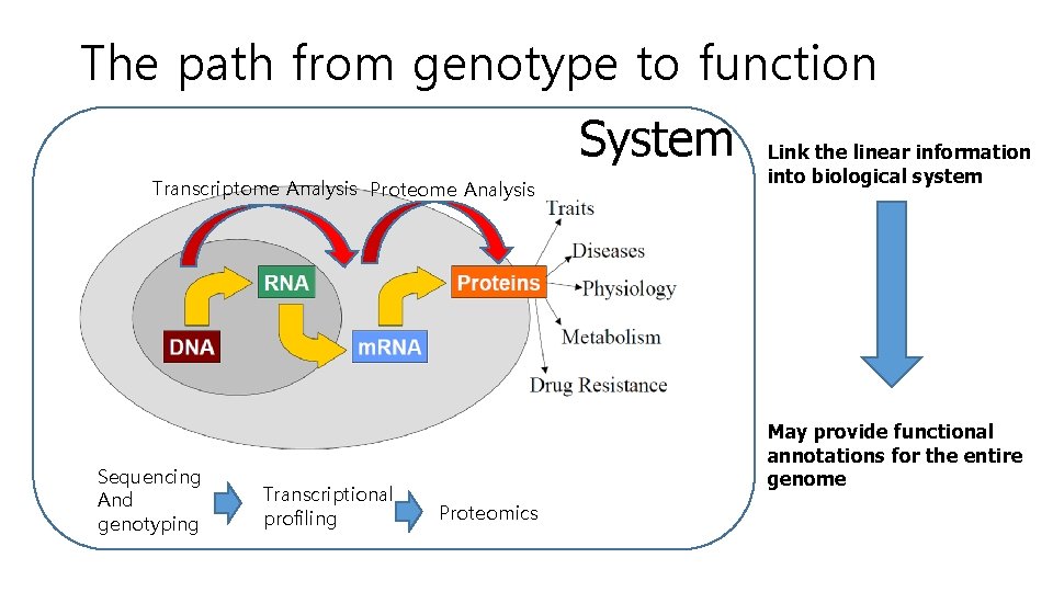 The path from genotype to function System Transcriptome Analysis Proteome Analysis Sequencing And genotyping