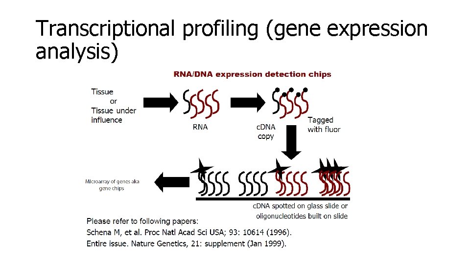 Transcriptional profiling (gene expression analysis) 