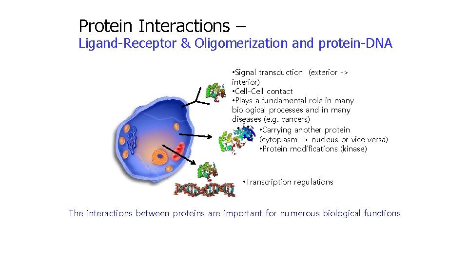 Protein Interactions – Ligand-Receptor & Oligomerization and protein-DNA • Signal transduction (exterior -> interior)