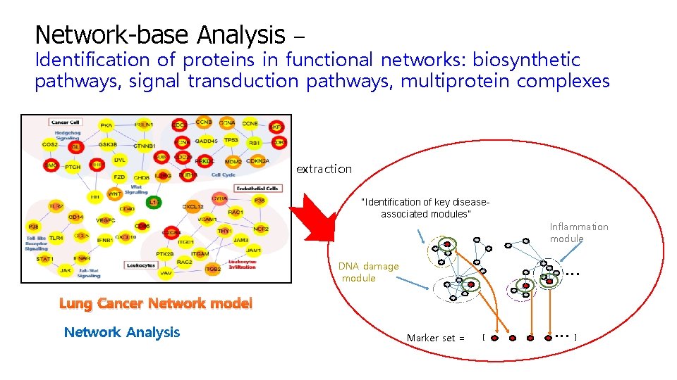 Network-base Analysis – Identification of proteins in functional networks: biosynthetic pathways, signal transduction pathways,