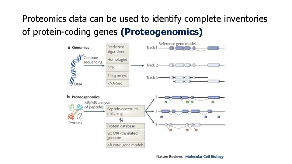 Proteomics data can be used to identify complete inventories of protein-coding genes (Proteogenomics) 