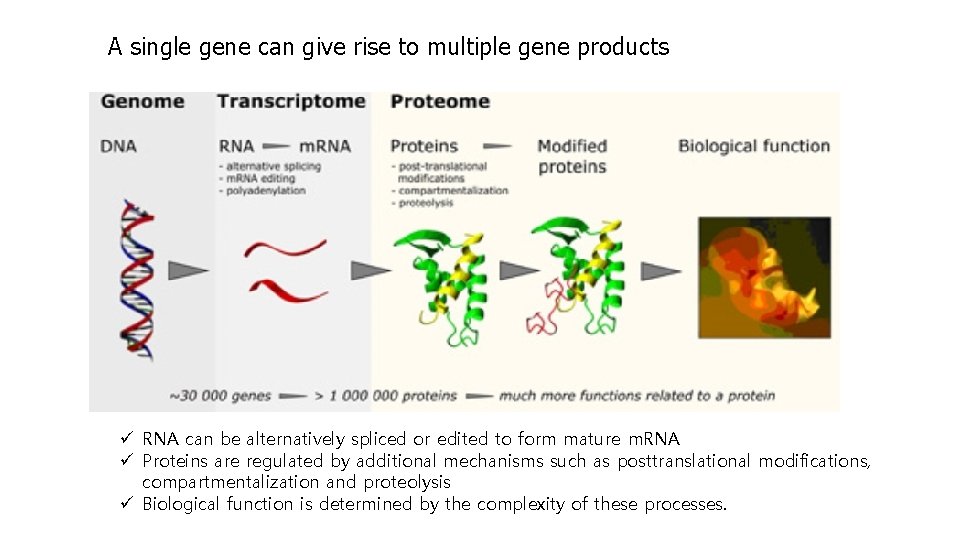 A single gene can give rise to multiple gene products ü RNA can be