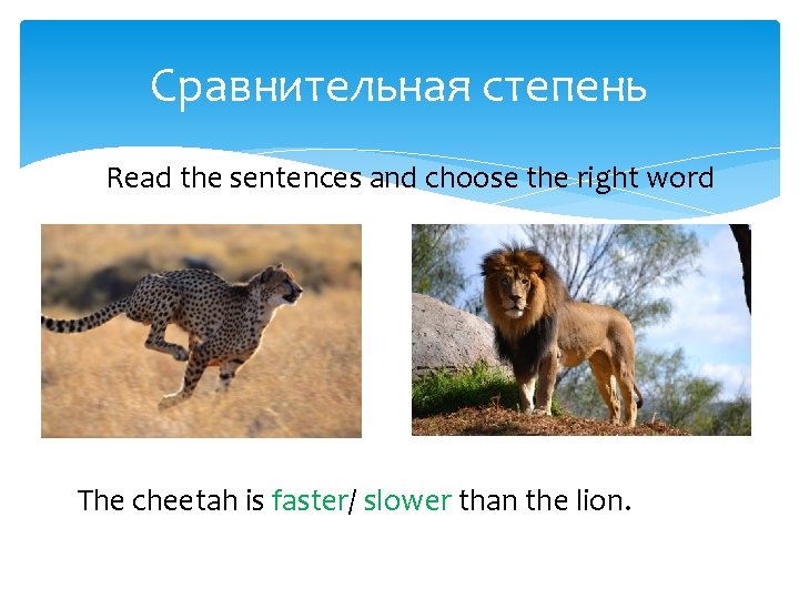 Сравнительная степень Read the sentences and choose the right word The cheetah is faster/
