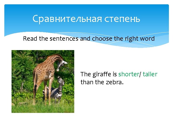 Сравнительная степень Read the sentences and choose the right word The giraffe is shorter/