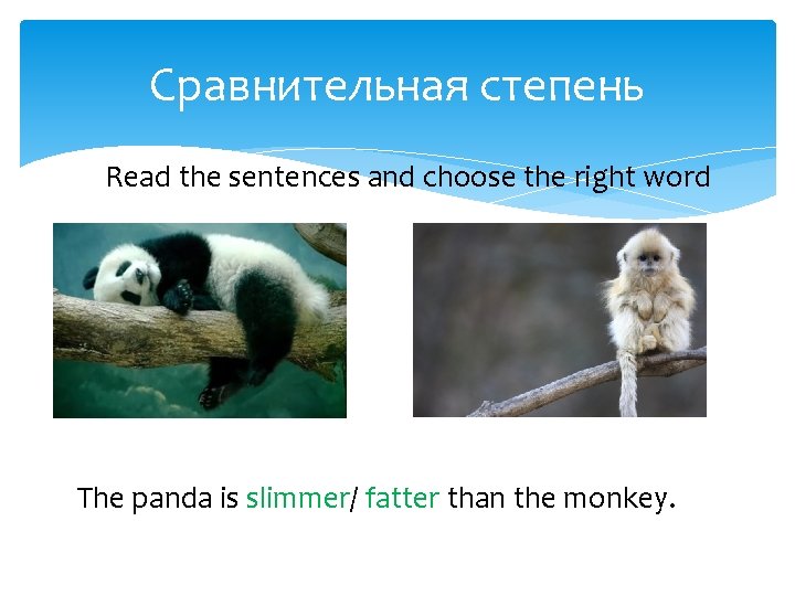 Сравнительная степень Read the sentences and choose the right word The panda is slimmer/