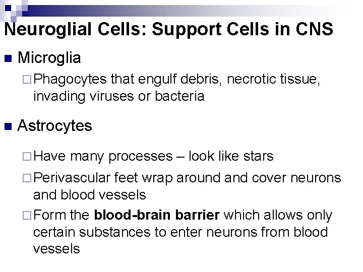 Neuroglial Cells: Support Cells in CNS n Microglia ¨ Phagocytes that engulf debris, necrotic
