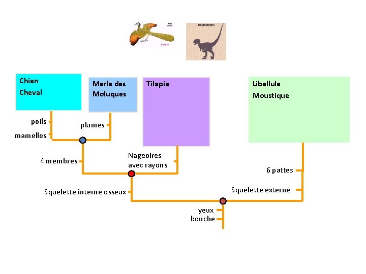 Chien Cheval Merle des Moluques poils Tilapia Libellule Moustique plumes mamelles 4 membres Nageoires