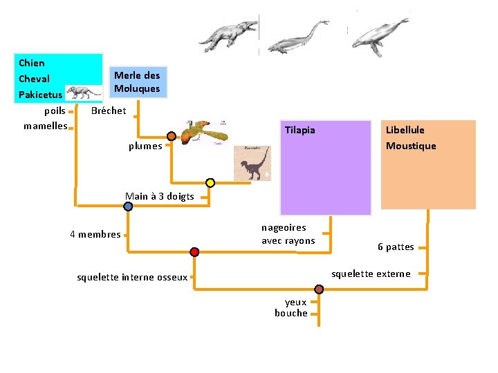 Chien Cheval Pakicetus poils mamelles Merle des Moluques Bréchet Tilapia plumes Libellule Moustique *