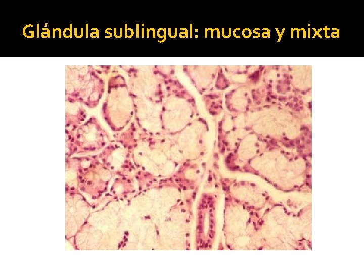Glándula sublingual: mucosa y mixta 