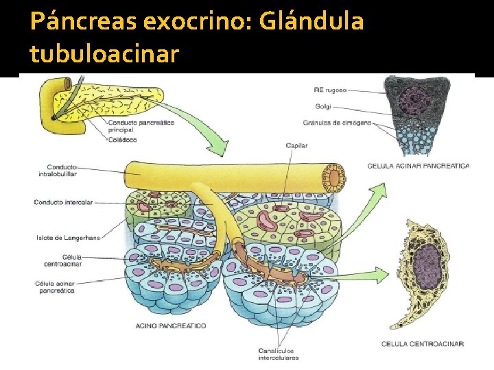 Páncreas exocrino: Glándula tubuloacinar 
