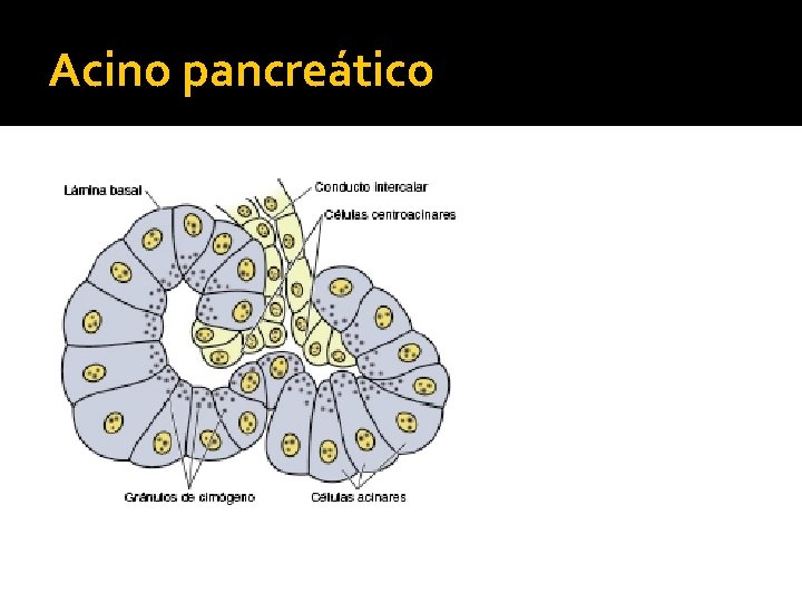 Acino pancreático 