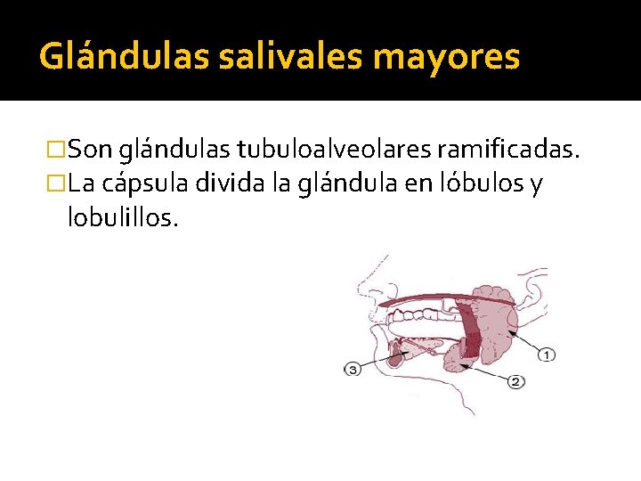 Glándulas salivales mayores �Son glándulas tubuloalveolares ramificadas. �La cápsula divida la glándula en lóbulos