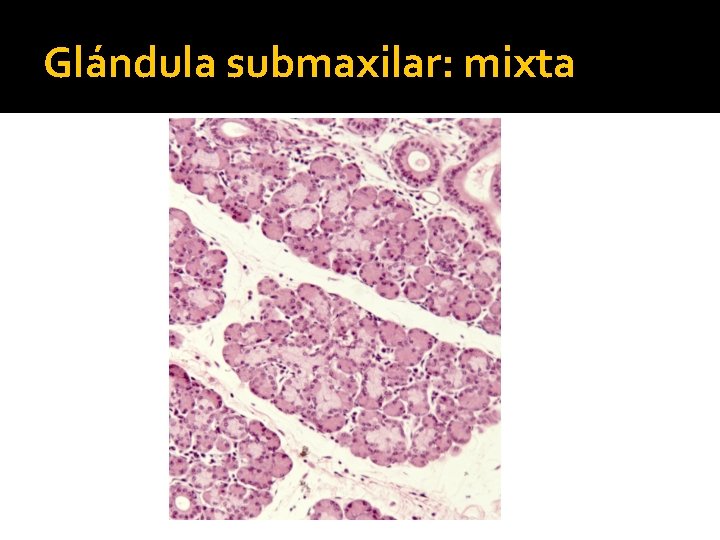 Glándula submaxilar: mixta 