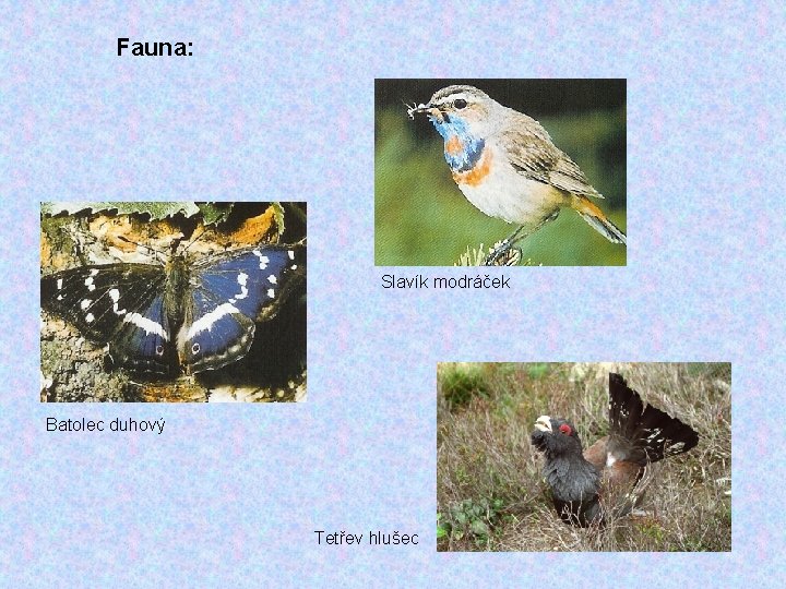 Fauna: Slavík modráček Batolec duhový Tetřev hlušec 