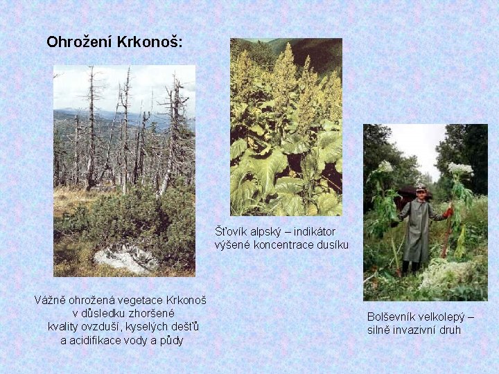 Ohrožení Krkonoš: Šťovík alpský – indikátor výšené koncentrace dusíku Vážně ohrožená vegetace Krkonoš v