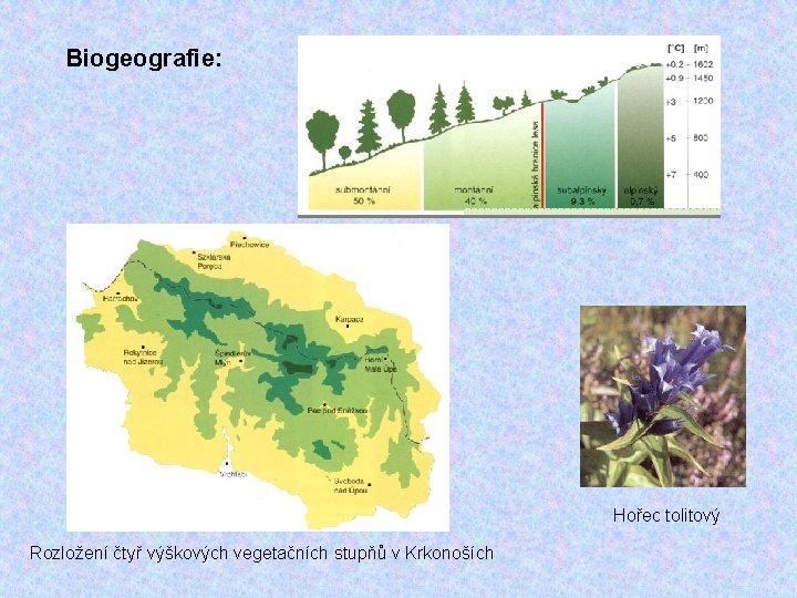 Biogeografie: Hořec tolitový Rozložení čtyř výškových vegetačních stupňů v Krkonoších 