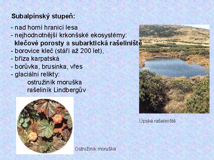 Subalpínský stupeň: - nad horní hranicí lesa - nejhodnotnější krkonšské ekosystémy: klečové porosty a