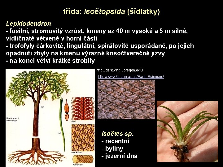 třída: Isoëtopsida (šídlatky) Lepidodendron - fosilní, stromovitý vzrůst, kmeny až 40 m vysoké a