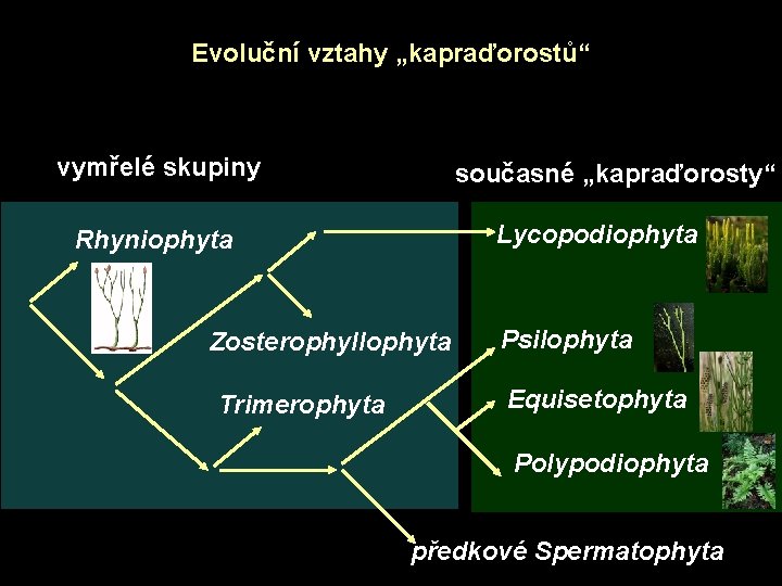 Evoluční vztahy „kapraďorostů“ vymřelé skupiny současné „kapraďorosty“ Lycopodiophyta Rhyniophyta Zosterophyllophyta Trimerophyta Psilophyta Equisetophyta Polypodiophyta