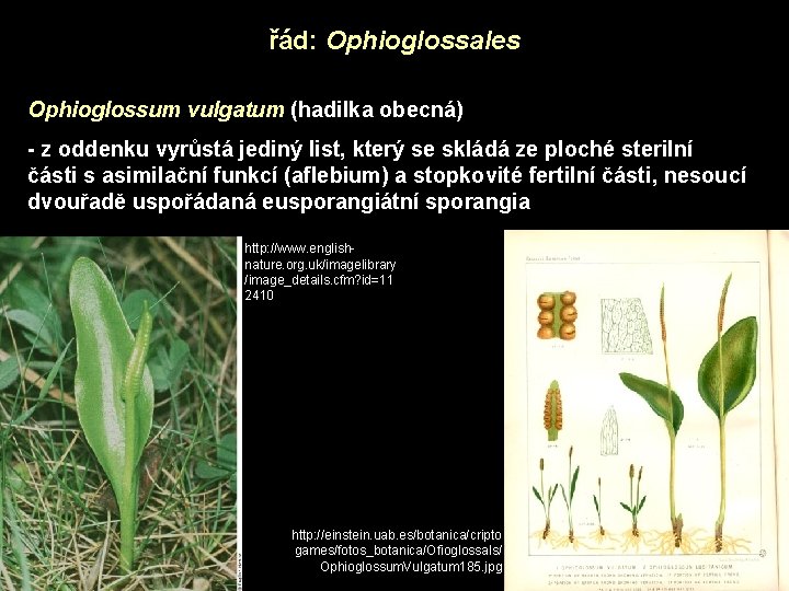 řád: Ophioglossales Ophioglossum vulgatum (hadilka obecná) - z oddenku vyrůstá jediný list, který se