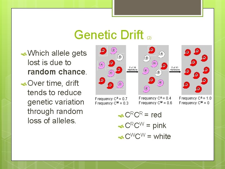 Genetic Drift allele gets lost is due to random chance. Over time, drift tends