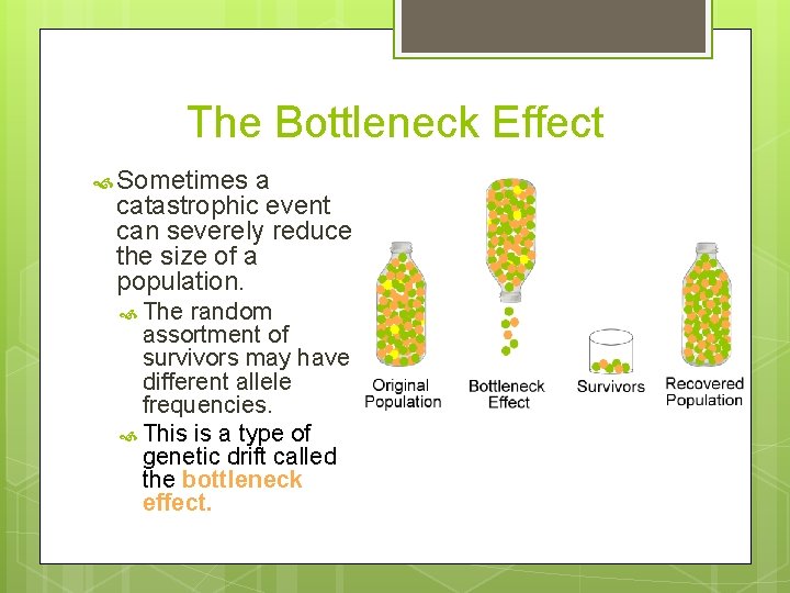 The Bottleneck Effect Sometimes a catastrophic event can severely reduce the size of a