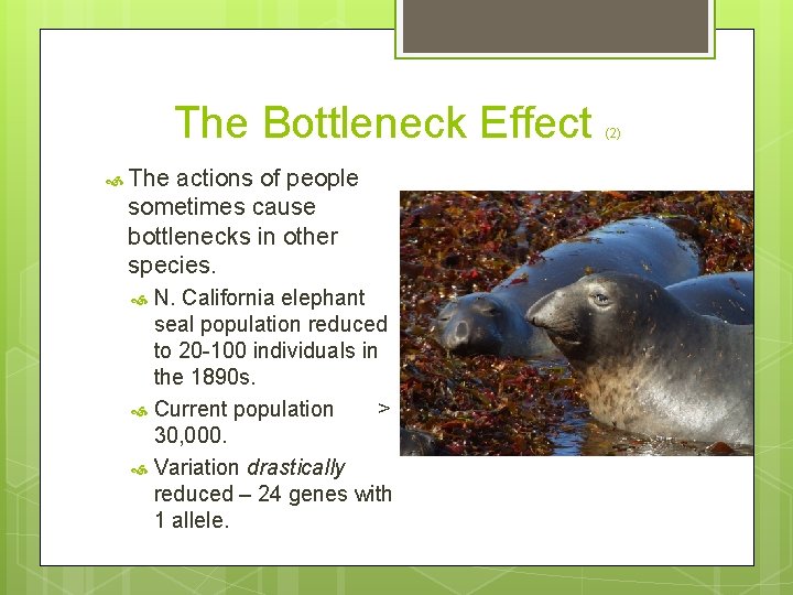 The Bottleneck Effect The actions of people sometimes cause bottlenecks in other species. N.