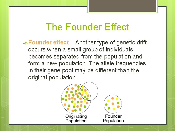 The Founder Effect Founder effect – Another type of genetic drift occurs when a