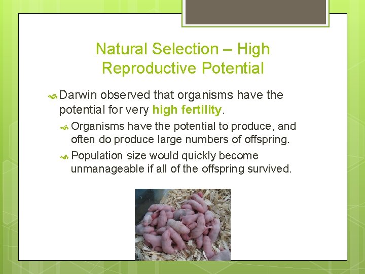 Natural Selection – High Reproductive Potential Darwin observed that organisms have the potential for