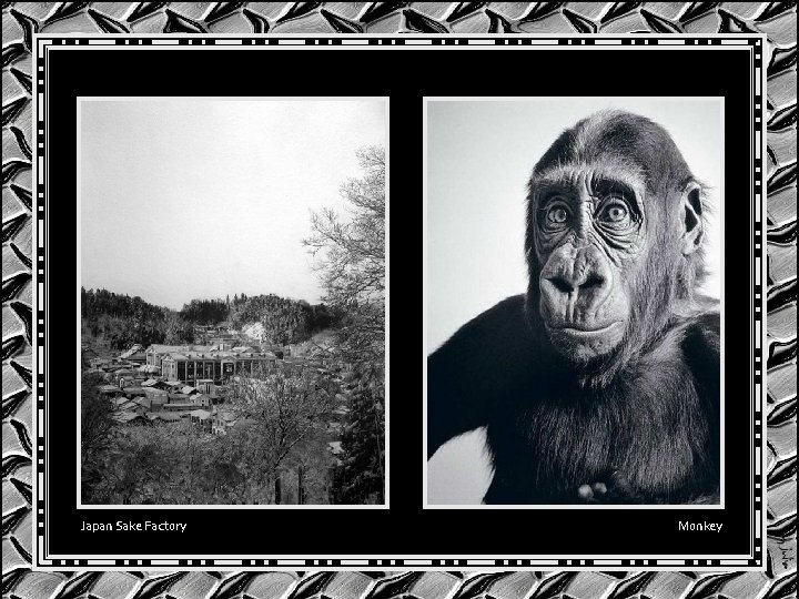 Japan Sake Factory Monkey Japan Sake Factory Monkey
