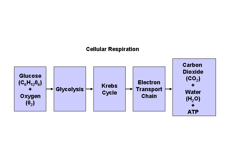 Flowchart Section 9 -2 Cellular Respiration Glucose (C 6 H 1206) + Oxygen (02)