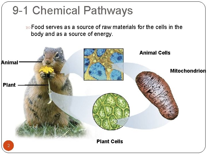 9 -1 Chemical Pathways Food serves as a source of raw materials for the