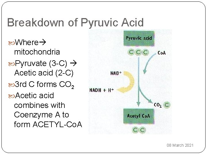 Breakdown of Pyruvic Acid Where mitochondria Pyruvate (3 -C) Acetic acid (2 -C) 3