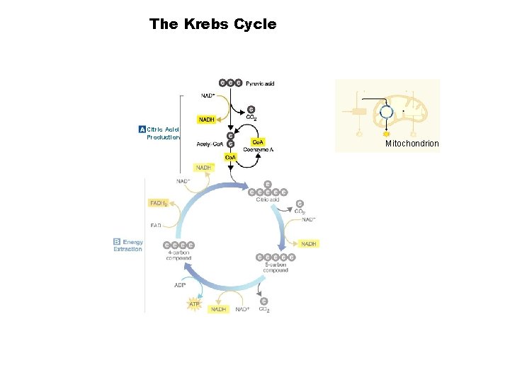 The Krebs Cycle Section 9 -2 Citric Acid Production Mitochondrion 