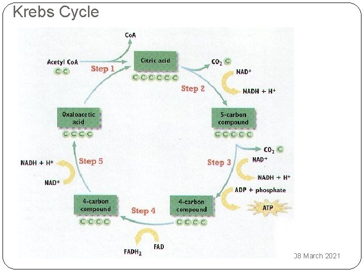 Krebs Cycle 08 March 2021 