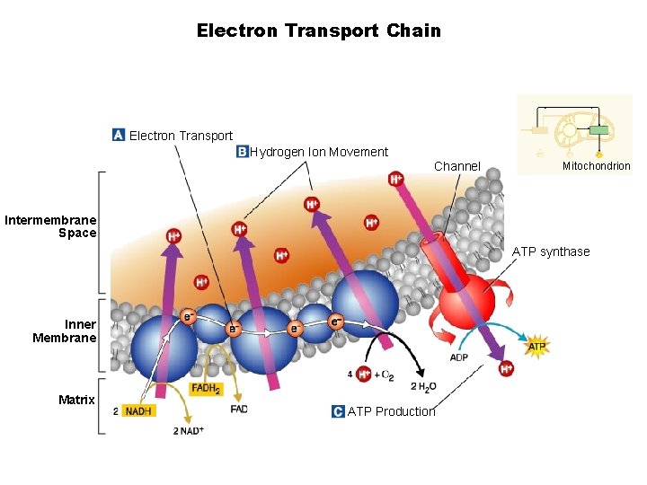  Electron Transport Chain Section 9 -2 Electron Transport Hydrogen Ion Movement Channel Mitochondrion