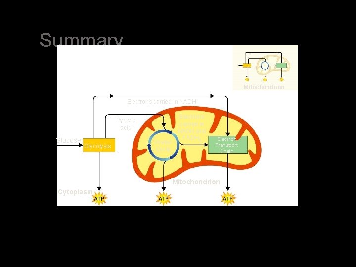 Summary Mitochondrion Electrons carried in NADH Pyruvic acid Glucose Glycolysis Krebs Cycle Electrons carried