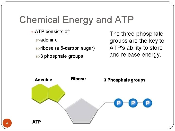 Chemical Energy and ATP consists of: adenine ribose 3 phosphate groups Adenine 4 ATP