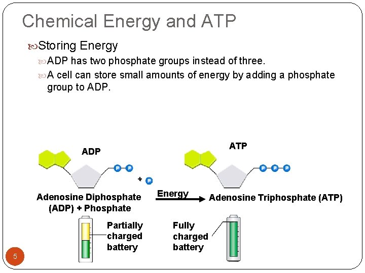 Chemical Energy and ATP Storing Energy ADP has two phosphate groups instead of three.