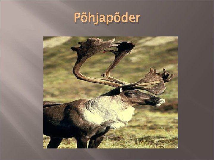 Põhjapõder 